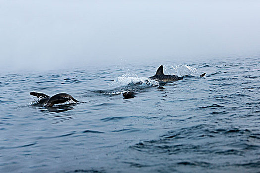 大白鲨,沙鲨属,成年,猎捕,毛海狮,福尔斯湾,南非
