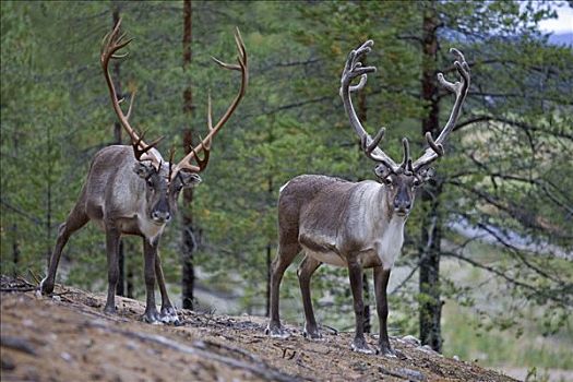 驯鹿,北美驯鹿,驯鹿属,芬兰,斯堪的纳维亚,欧洲