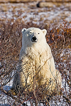 北极熊,靠近,露营,哈得逊湾,丘吉尔市,曼尼托巴,加拿大
