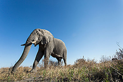 非洲,博茨瓦纳,乔贝国家公园,仰视,非洲象,进食,萨维提,湿地