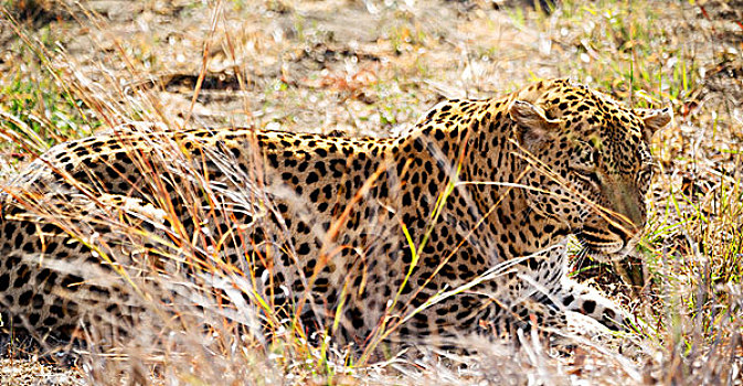模糊,南非,自然公园,野生,豹,休息