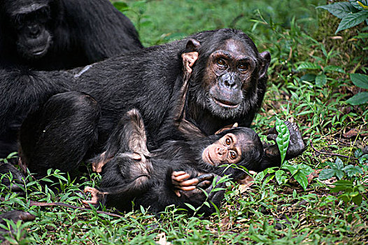 黑猩猩,类人猿,母亲,玩,2岁,幼仔,西部,乌干达
