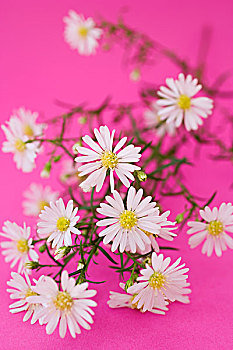 甘菊花,粉色背景