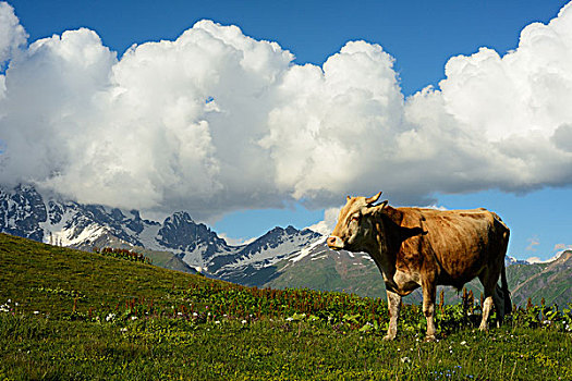 母牛,放牧,山坡,乡村,乔治亚