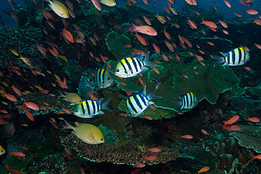 珊瑚,鱼,上方,礁石,科莫多国家公园,印度尼西亚