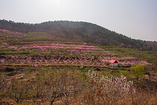 山东蒙阴桃花