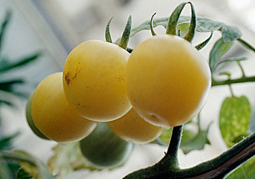 黄色西红柿,植物