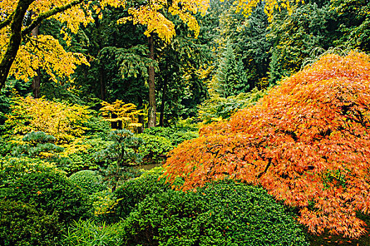 日式庭园,秋天,鸡爪枫,多样,灌木丛,树