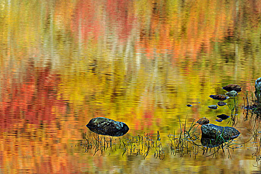 秋色,反射,海狸塘,新罕布什尔