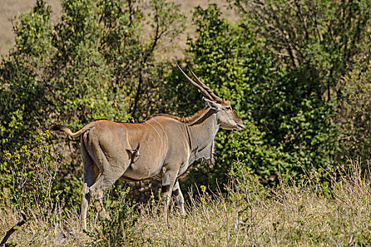 肯尼亚马赛马拉国家公园捻角羚