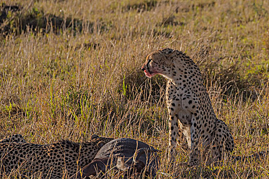 肯尼亚马赛马拉国家公园猎豹狩猎水牛