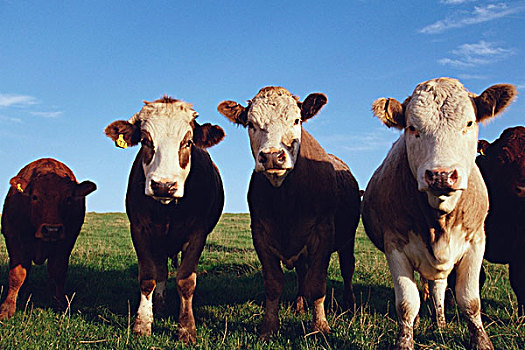 母牛,站立,土地,苏格兰