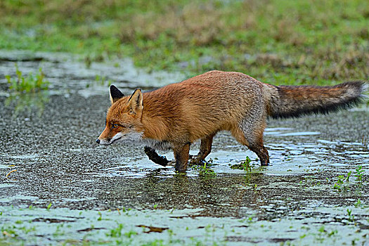红狐,狐属,水塘,北荷兰,荷兰