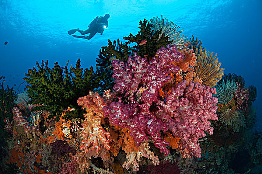 潜水,彩色,软珊瑚,海百合,礁石,四王群岛