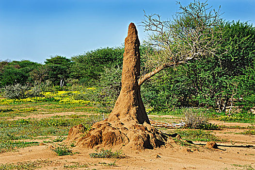 蚁丘,禁猎区,纳米比亚,非洲