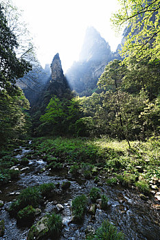 张家界,花花草草,水