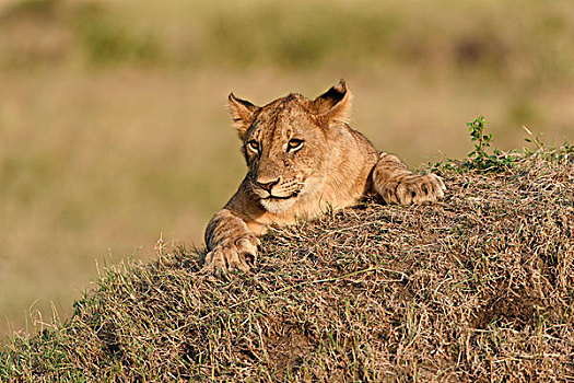 幼狮,狮子,晚上,开灯,蚁丘,马赛马拉国家保护区,肯尼亚,非洲