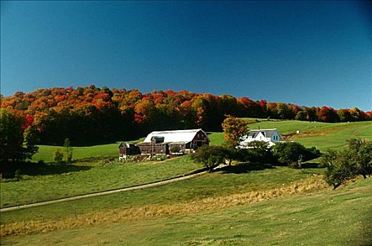 农场,场景,秋叶,清晰,蓝天,佛蒙特州