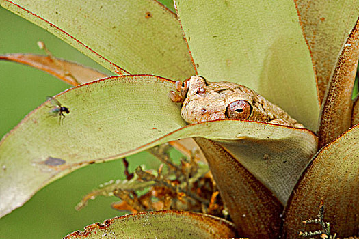树蛙,栖息,凤梨科植物,厄瓜多尔