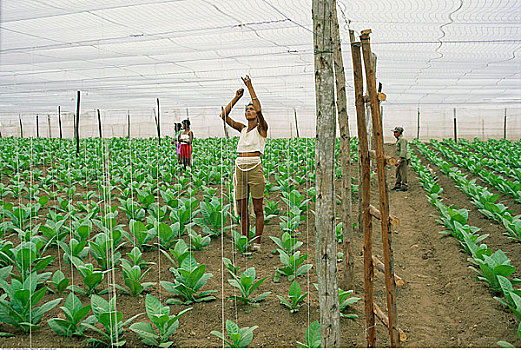 农民,工作,烟草,种植园,古巴