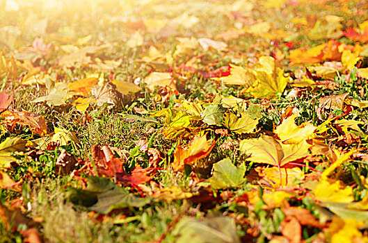 金色,秋天,枫叶,公园