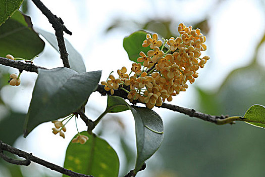 桂花桂树桂花树