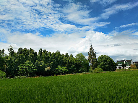 美丽乡野,蓝天白云