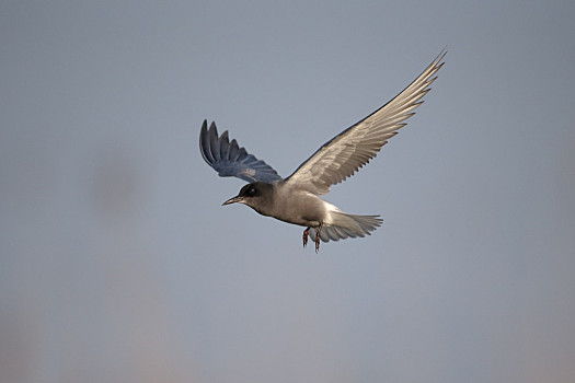 黑燕鸥,黑浮鸥,一个,鸟,飞行,罗马尼亚,五月