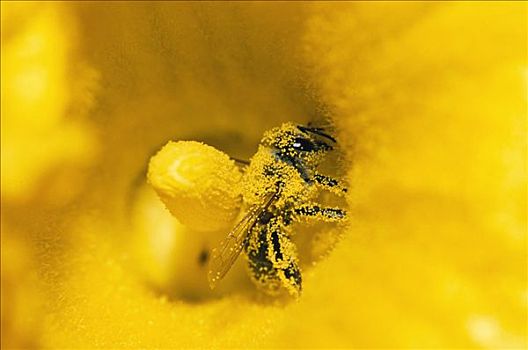 蜜蜂,意大利蜂,遮盖,花粉,南瓜,德国