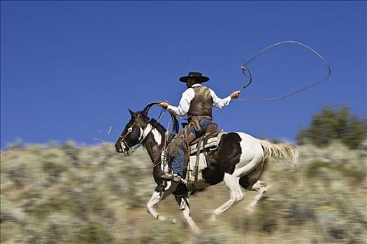 牛仔,骑,投掷,套索,美国西部,俄勒冈,美国