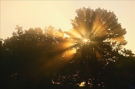 太阳,树,新布兰斯维克,加拿大