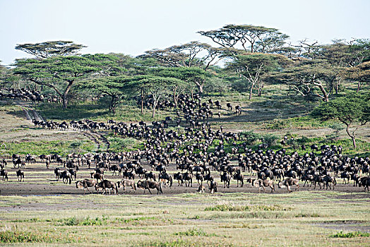 大,牧群,角马,刺槐,树林,靠近,恩戈罗恩戈罗火山口,保护区,坦桑尼亚