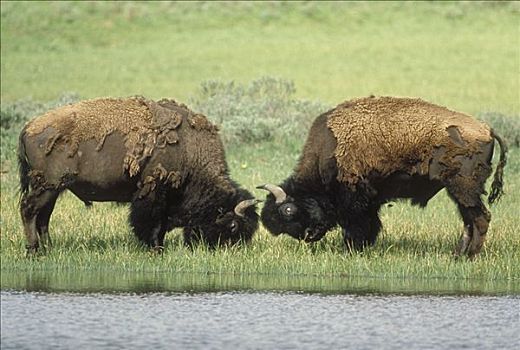 美洲野牛,野牛,两个男人,争斗,黄石国家公园,怀俄明