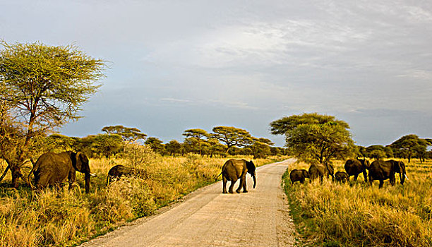 非洲,坦桑尼亚,非洲象,塔兰吉雷国家公园