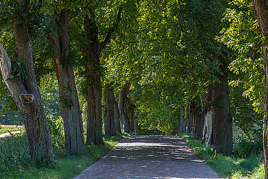 小路,栗木树,梅克伦堡前波莫瑞州,德国,欧洲