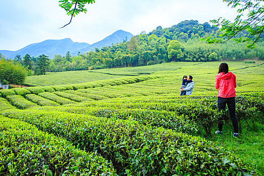 茶园,茶山,绿色