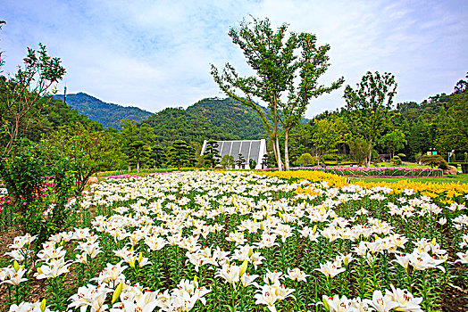 郁金香,花,花园,山谷,春色