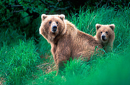 美国,阿拉斯加,卡特麦国家公园,大灰熊,母熊,幼兽,棕熊,高草,布鲁克斯河