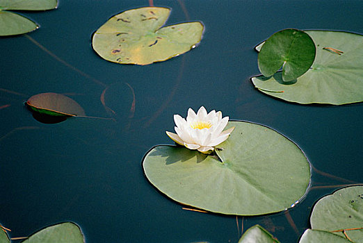 荷花,水塘