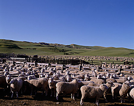 绵羊,农场,新西兰