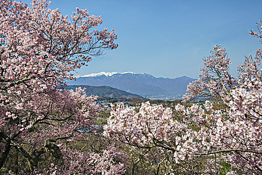 樱桃树,阿尔卑斯山中部,城堡,公园