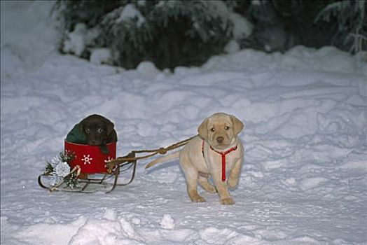 拉布拉多犬,小狗,雪撬,篮子,阿拉斯加