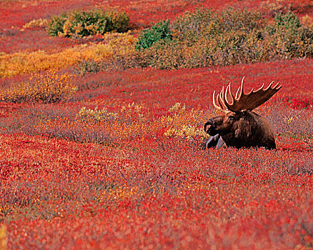 美国,阿拉斯加,德纳里峰国家公园,驼鹿