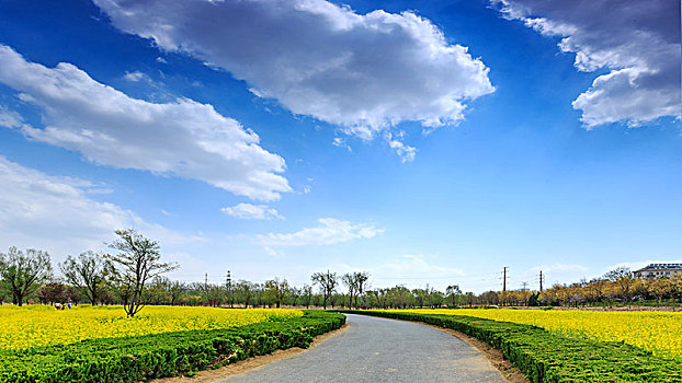 虞舜湿地公园的油菜花