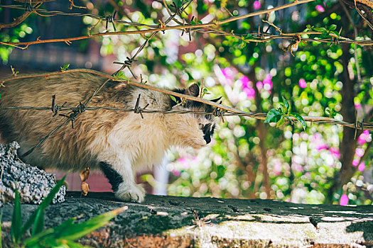 野猫