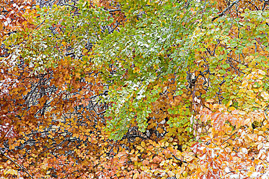 枝条,栗子树,秋天