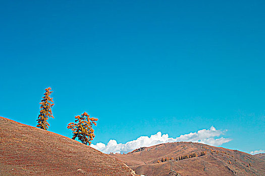 新疆阿勒泰喀纳斯秋天的山坡的树