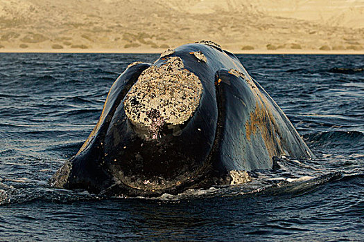 南露脊鲸,平面,展示,白色,瓦尔德斯半岛,阿根廷