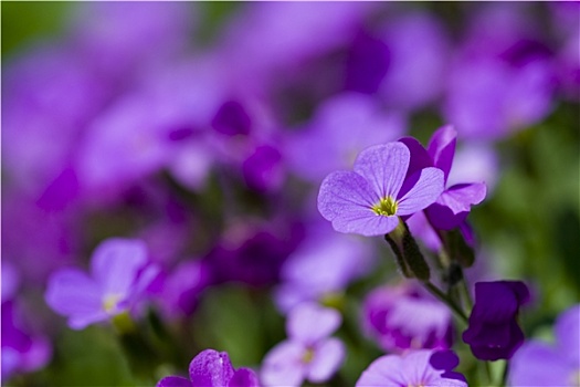 紫罗兰,花