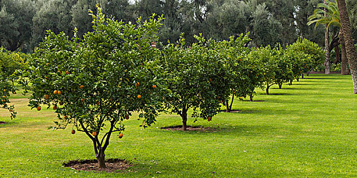 橘树,果园,马拉喀什,摩洛哥